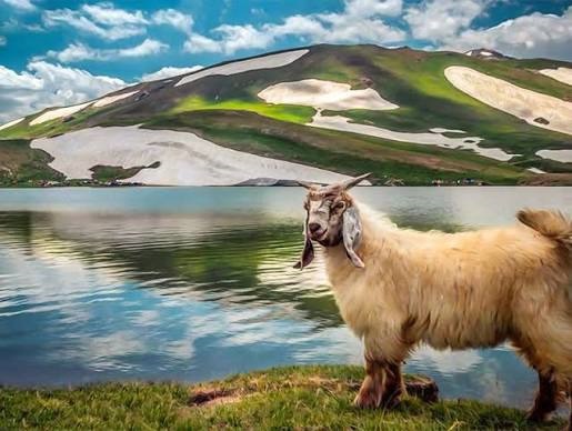 تصویر سوم